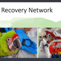 CT Partner - Macaw Recovery Network