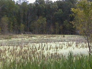 Wetlands at Limberlost