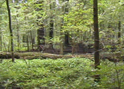 Ginn Woods, an old growth forest