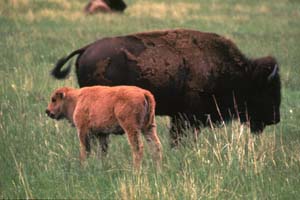 Bison and cow grazing