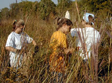Harvesting grass seeds