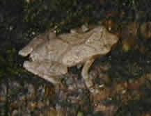Frog at Ginn Woods