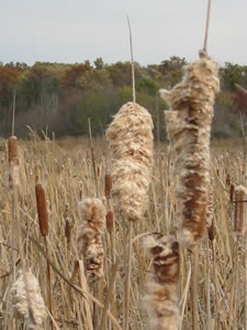 Cattails in a wet area of the Loblolly Marsh