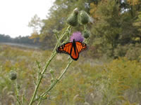 Monarch Butterfly at Loblolly Marsh