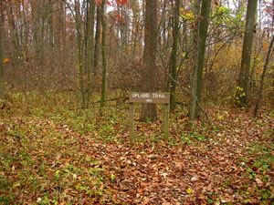 The upland trailhead--a great way to explore more of the forest.