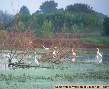 Great blue heron and American egrets at the Loblolly Marsh Wetland Preserve.
