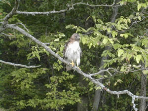 Red-tailed hawk in tree