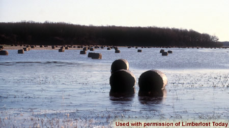 Standing water and staw bales on the current site of the Loblolly Marsh Wetland Preserve.