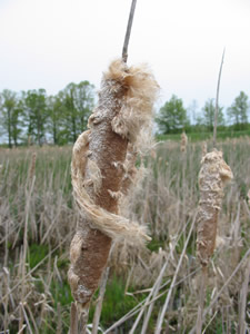 Picture of a cattail 
