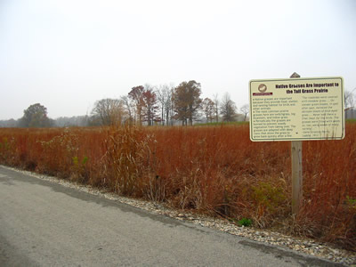 Native grasses are important to the Tall Grass Prairie.