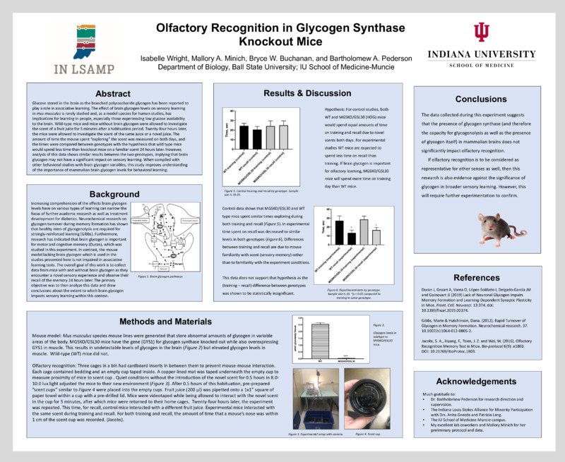 Olfactory Recognition in Brain Glycogen Knockout Mice: Poster